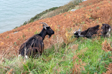Wild Goats, Capra aegagrus, on a hillside in Devon