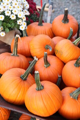 Pumpkin patch in the fall 
