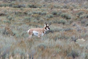 Pronghorn (Antilocapra americana)