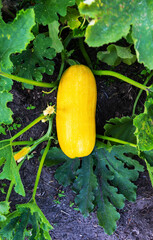 Juicy yellow zucchini ripening in the garden in summer