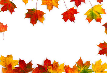 Autumnal colorful maple leaves on a white background with copy for text. Top view, flat lay