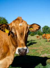 Cows on a summer pasture