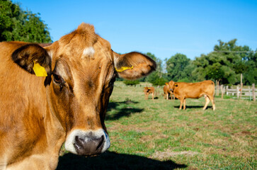 Cows on a summer pasture