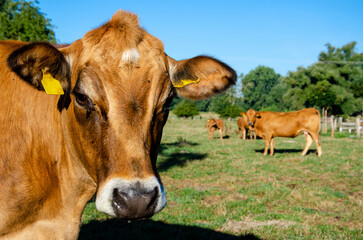 Cows on a summer pasture