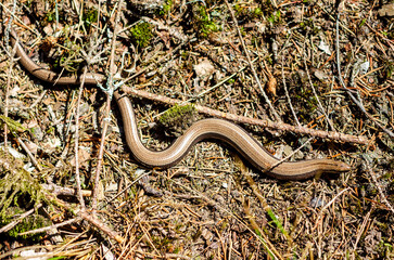 The slow worm (Anguis fragilis) is a reptile native to western Eurasia. It is also called a deaf adder, a slowworm, a blindworm, or regionally, a long-cripple.