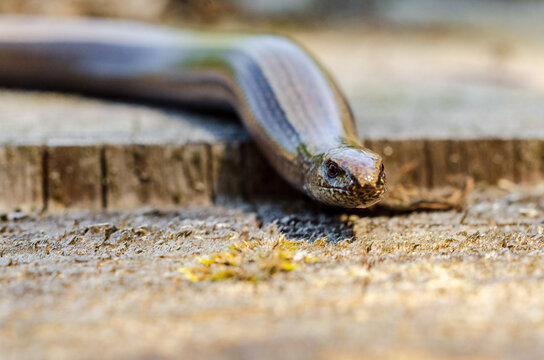 The slow worm (Anguis fragilis) is a reptile native to western Eurasia. It is also called a deaf adder, a slowworm, a blindworm, or regionally, a long-cripple.