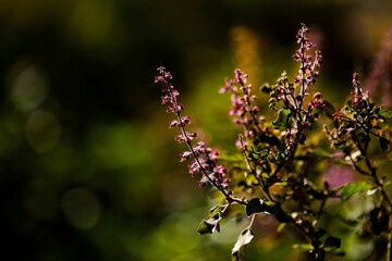 Holy basil. Basil. Tulsi. Ocimum tenuiflorum. Natural background. Abstract background. Herbal plant. Autumn background. Flower texture.  - obrazy, fototapety, plakaty