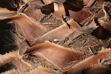 Close up and detail shot of the trunk of a palm tree which is brown. You can clearly see the...