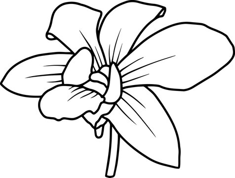 Orchid Line Art Illustration
