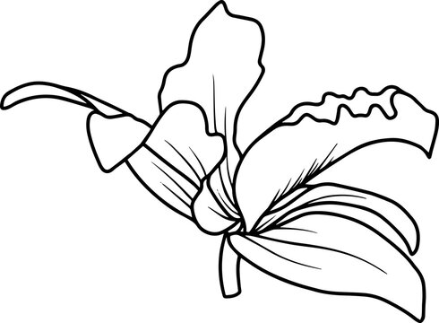 Orchid Sketch Line Art
