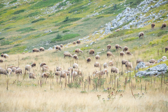 Herd of shep in the National Park Gran Sasso in Abruzzo.