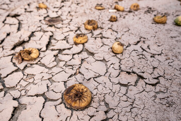 cracked soil and rotting fruit from water shortage. global famine and drought
