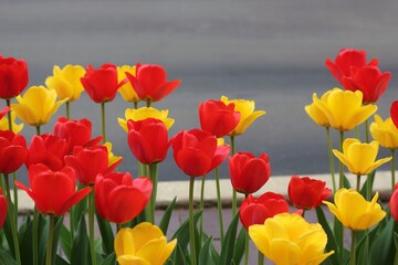 red and yellow tulips