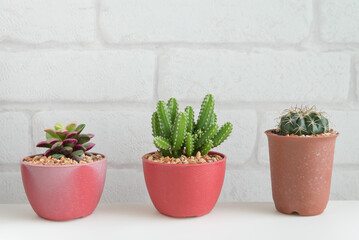 Succulent, cactus in red pot with white wall background copy space. Relax with green nature in city lifestyle, slow life hipster concept.