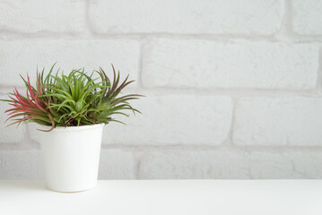 Tillandsia air plant in pot with white wall background copy space. Nature, relaxation and lifestyle concept.