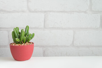 Succulent red pot with white wall background copy space. Relax with green nature in city lifestyle, slow life hipster concept.