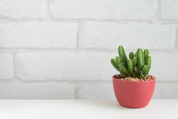 Succulent red pot with white wall background copy space. Relax with green nature in city lifestyle, slow life hipster concept.
