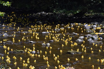 Gelbe Quietschentchen auf dem Wasser