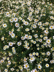 flowers in the garden