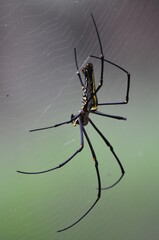 Giant golden orb-web spider waiting on it web 