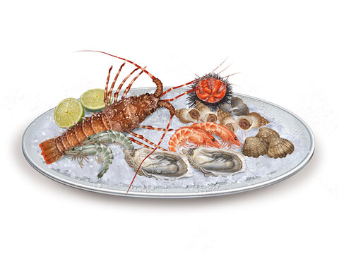 langoust, oursin, crevette, coquillages, plateau, glace pil&eacute;, fra&icirc;cheur, frais, p&ecirc;che, aliment, brasserie, mer, animal, sain, fond blanc, attraper, repas, cuisiner, plat