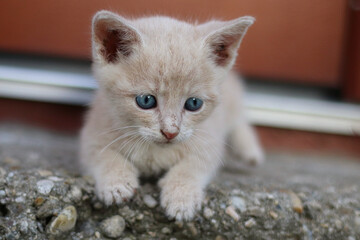 Katzenkind (ca. 6 Wochen alt)