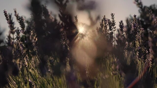 Close up view of beautiful Lavender flowers sway at sunset. Field of lavende