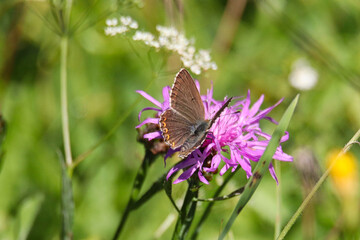 Heuhechel - Bl&auml;uling weiblich