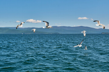 Baikal gulls flying over water. Chivyrkuisky Bay of lake Baikal, Russia.