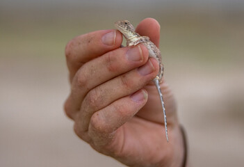 Hand holding lizard