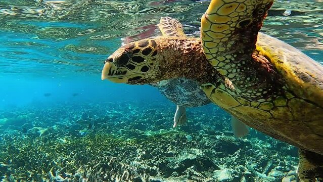 Close-up of a green turtle swimming over a colorful coral reef with a school of fish in the background. The turtle swims over the reef. Turtle swims in the blue sea. Turtle reef coral garden