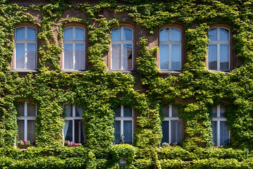 Facade of a building covered with ivy. Plants growing on the facade. Ecology and green living in...