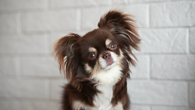 chihuahua dog begging with paw indoors, in front of a white brick wall