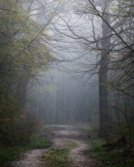 Fototapeta na wymiar Einsamer Waldweg in einen nebligen Wald im Herbst