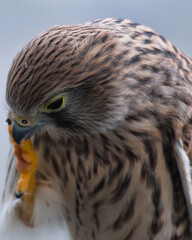 Nahaufnahme eines jungen Turmfalken
