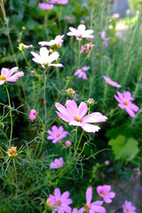 Fototapeta premium Violett blühende Blumen auf einer Wiese