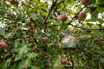 Insect catcher from a pet bottle hung on an apple tree.