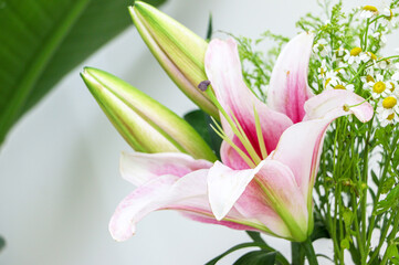 Close up of beautiful Pink purple blooming lily flower with two unopened lilies, showing their texture, shape and colour