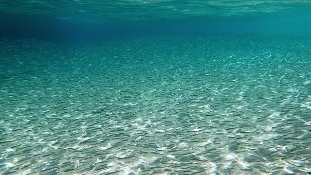 silversides hiding behind secret rocks under sun shine and beams underwater silverside fish school wavy sea protection ocean scenery behaviour backgrounds