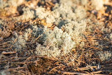 Close-up of reindeer moss growing in pine forest. Macro photo of reindeer moss