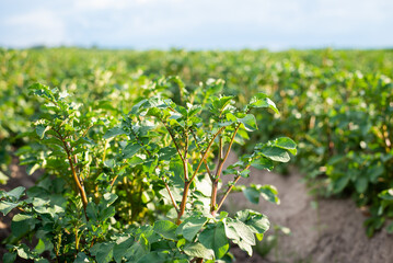 Fototapeta na wymiar Close-up shot of potato plants in agricultural field. Potato growing on farm, green young stems of potato