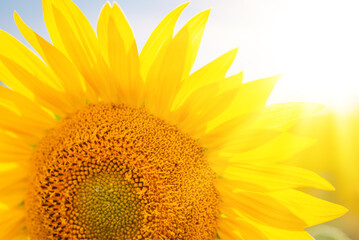 Close-up shot of bright yellow sunflower in the field. Setting sun illuminating sunflower from behind