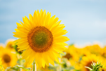 Photo of blooming sunflower in agricultural field against blue sky. Copy space near the sunflower, evening warm and soft light