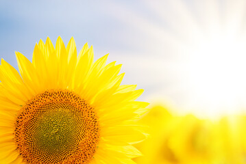 Obraz premium Bright magical photo of blooming sunflower in agricultural field in the evening. Warm light from setting sun on the background illuminating sunflower