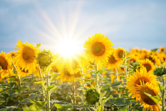 Setting sun over field of blooming sunflowers. Bright photo of sunflowers in bloom and rays of sun right behind them