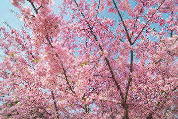 pink cherry blossom