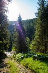 Carpathian forest in the morning