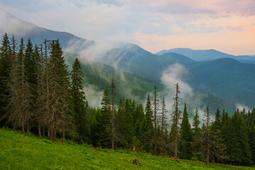 Foggy evening in the Carpathian. Summer mountain landscape