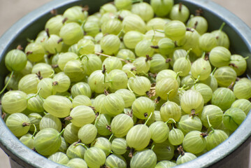 Gooseberry harvest photo. Gardening