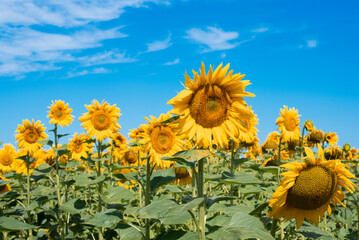 Blossom of sunflowers, field of sunflowers in the afternoon,producing of oil,seeds